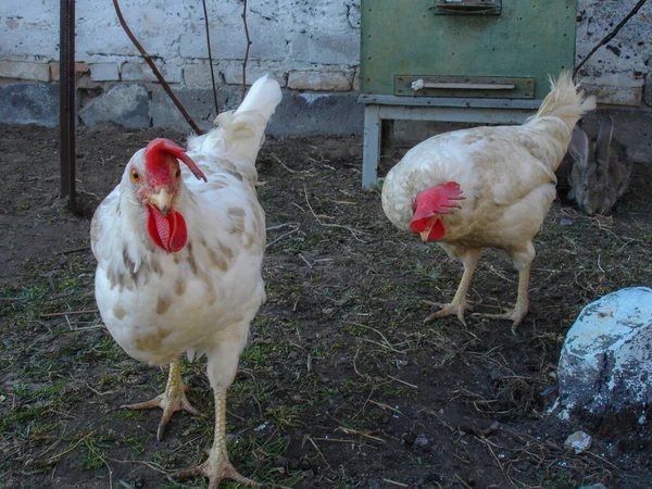 Hens Στο Χωριό Στην Ύπαιθρο — Φωτογραφία Αρχείου