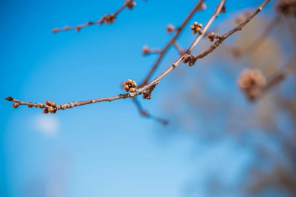 Wiosenne Gałęzie Drzewa Widok Bliska — Zdjęcie stockowe