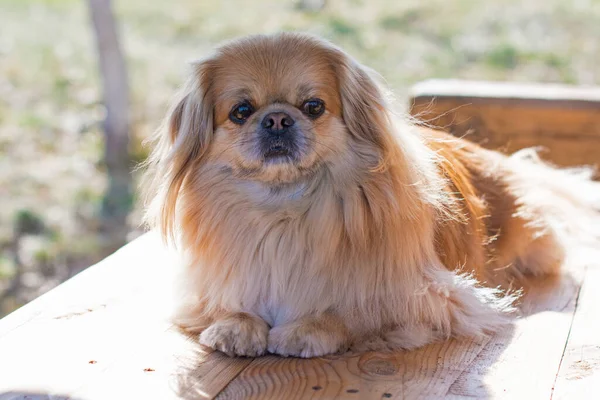 Lindo Bonito Perro Pekinés Dorado —  Fotos de Stock