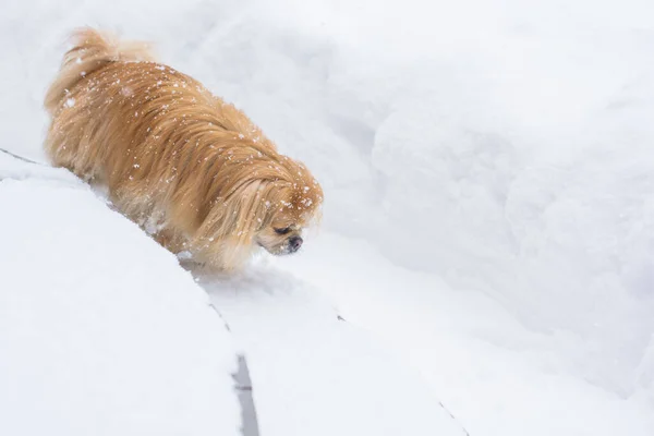 Entzückender Pekinese Hund Freien — Stockfoto