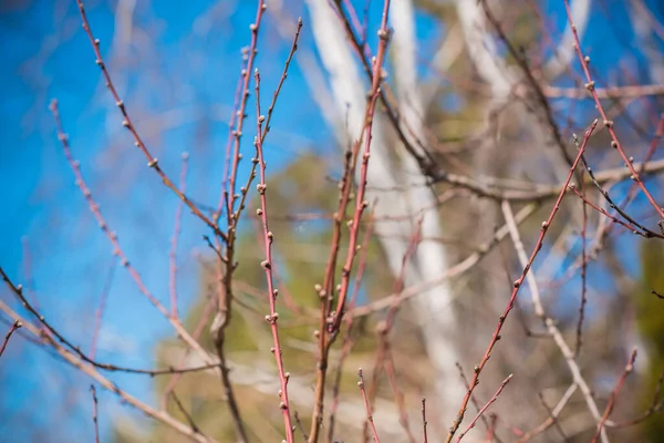 Spring Tree Branches Close View — Stock Photo, Image