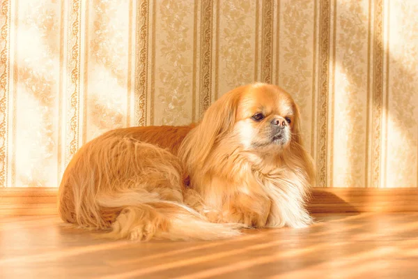 Słodkie Ładne Złoty Pies Pekingese — Zdjęcie stockowe