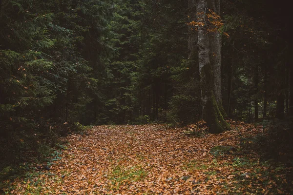 Herbstausflug Schönen Euripäischen Orten Ferien Conncept — Stockfoto