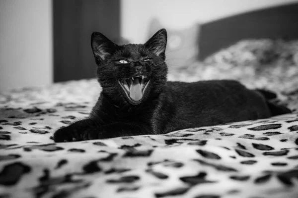Černá Kočka Leží Posteli — Stock fotografie