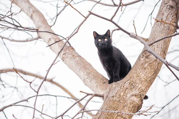 Cute Black Cat Playing Outdoors — Stock Photo, Image