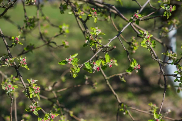 Frühling Apfelbaumblüte Nahaufnahme — Stockfoto