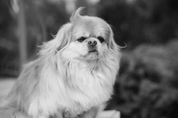 Uroczy Pies Pekiński Świeżym Powietrzu — Zdjęcie stockowe