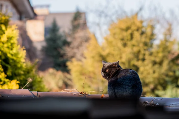 Black Cat Walking Outdoor — Stock Photo, Image