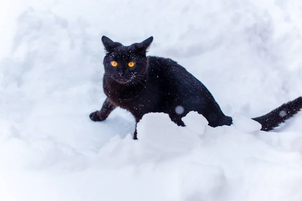 Niedliche Schwarze Katze Spielt Freien — Stockfoto