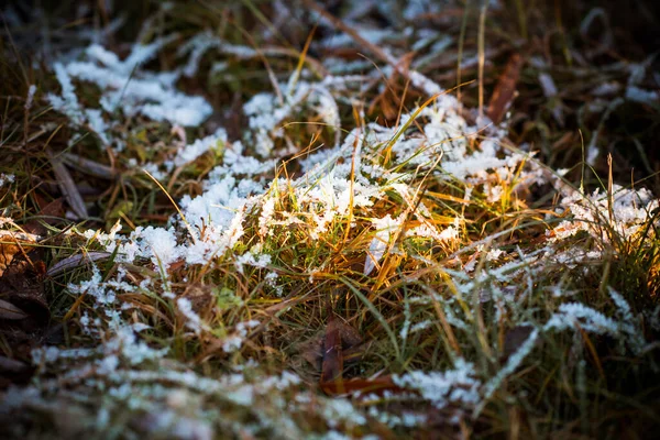 Arrivée Hiver Début Printemps Herbe Avec Neige Fermer — Photo