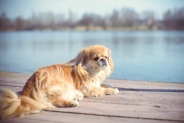 Adorable Pekingese Dog Outdoors — Stock Photo, Image