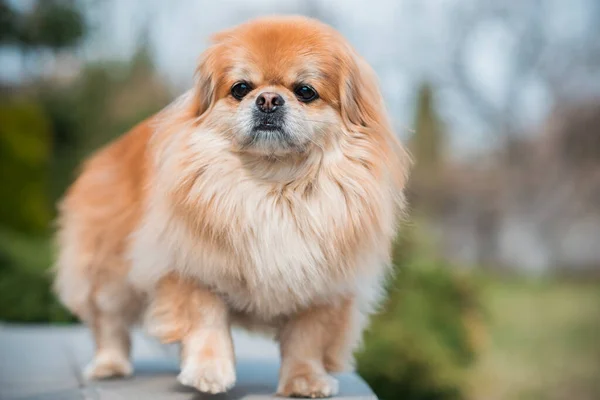 Cão Pekingese Adorável Livre — Fotografia de Stock