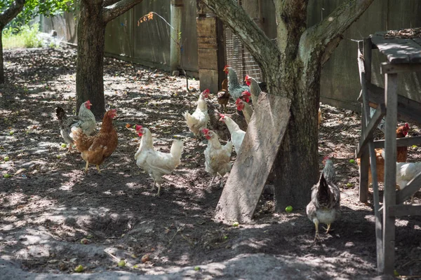 Red and white chickens on a village farm