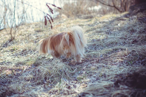 Adorable Chien Pékinois Plein Air — Photo