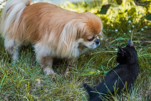 Złoty Pies Pekiński Bawiący Się Czarnym Kotem Podwórku Koncepcja Zwierząt — Zdjęcie stockowe