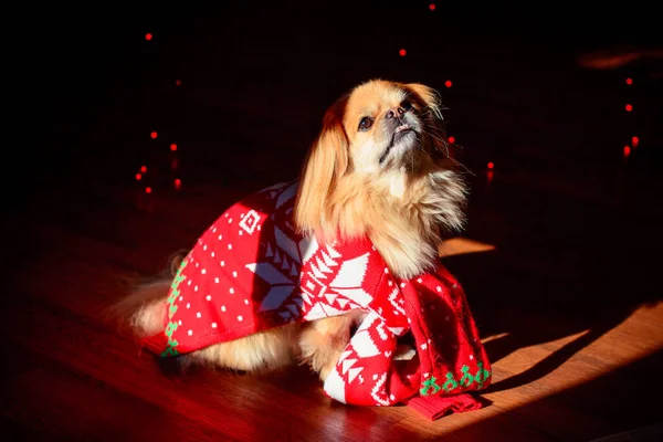 Netter Und Schöner Goldener Pekinese Hund — Stockfoto