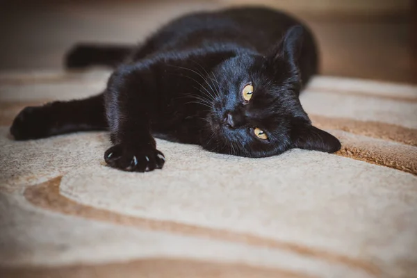 Funny Black Cat Playing Home Life Pets — Stock Photo, Image