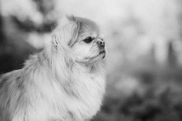 可爱的Pekingese狗在户外 — 图库照片