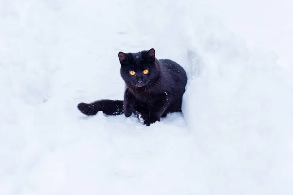 Aranyos Fekete Macska Játszik Szabadban — Stock Fotó
