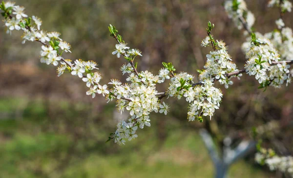 Kora Tavasszal Édes Cseresznyefa Kertben Kertészeti Koncepció — Stock Fotó