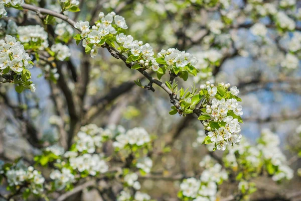 Printemps Cerisier Fleur Vue Rapprochée — Photo