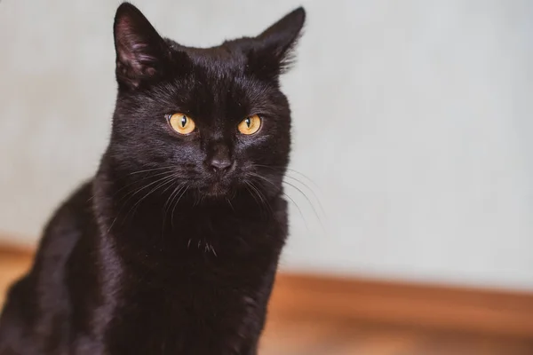 Gato Preto Engraçado Brincando Casa Vida Animais Estimação — Fotografia de Stock