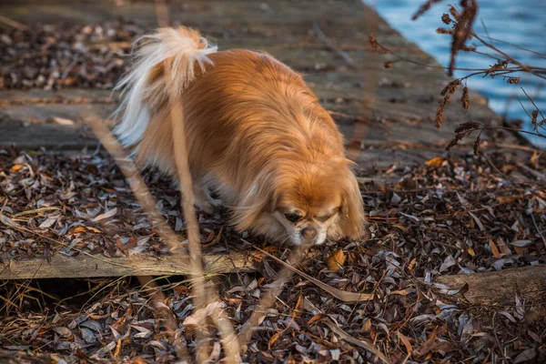 Kırmızı Kıdemli Pekin Köpeği Doğa Yürüyüşünde — Stok fotoğraf