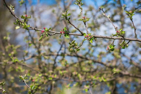 Våren Äppelträd Blomma Närbild — Stockfoto