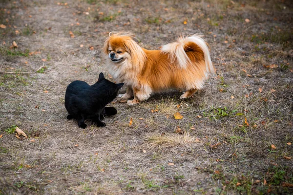 Cão Pekingese Dourado Brincando Com Gato Preto — Fotografia de Stock