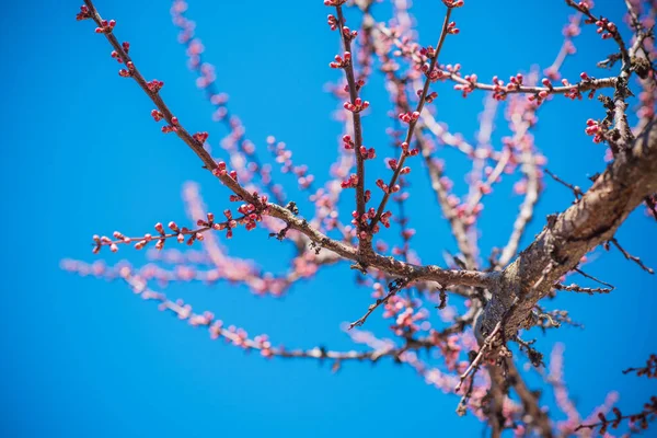 Branches Spring Tree Close View — Stock Photo, Image