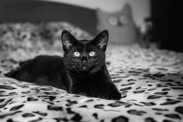 Black Cat Lying Bed — Stock Photo, Image