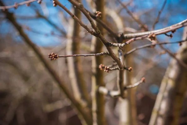 Spring Tree Branch Close View — Stock Photo, Image