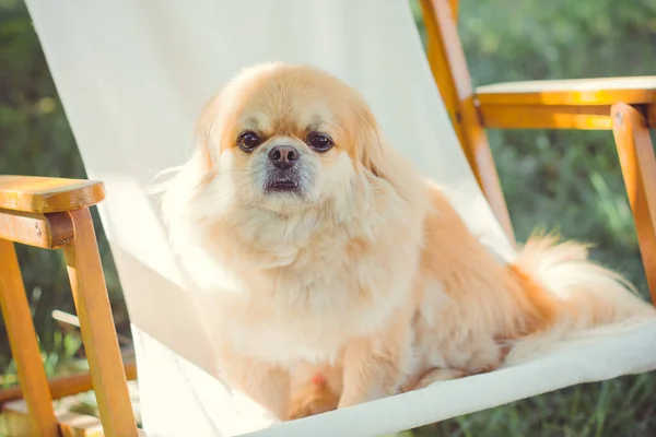 Słodkie Ładne Złoty Pies Pekingese — Zdjęcie stockowe