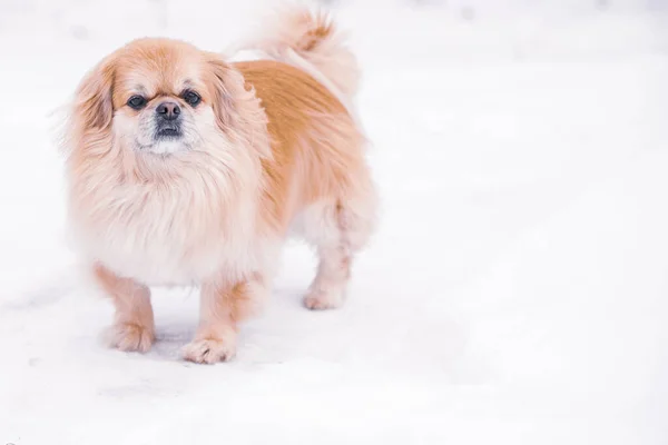 Entzückender Pekinese Hund Freien — Stockfoto