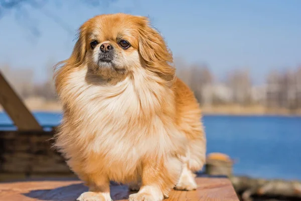 Cão Pekingese Dourado Bonito Agradável — Fotografia de Stock