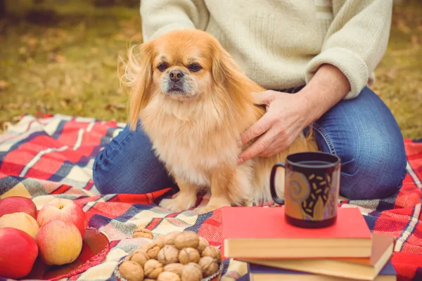 Leuke Mooie Gouden Pekingese Hond — Stockfoto