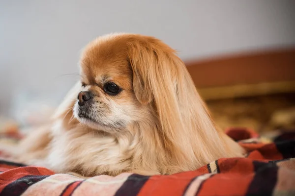 Bonito Jovem Cão Pekingese Dourado Conceito Animais Estimação — Fotografia de Stock
