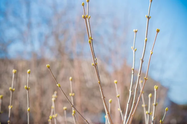 Branches Spring Tree Close View — Stock Photo, Image