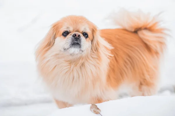 Adorable Pekingese Dog Outdoors — Stock Photo, Image