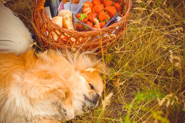 Leuke Mooie Gouden Pekingese Hond — Stockfoto