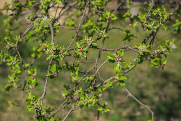 Våren Äppelträd Blomma Närbild — Stockfoto