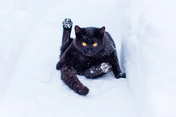 Niedliche Schwarze Katze Spielt Freien — Stockfoto