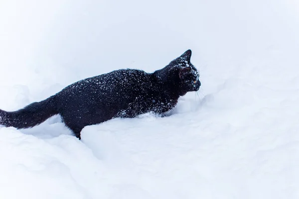 Schattig Zwart Kat Spelen Buiten — Stockfoto