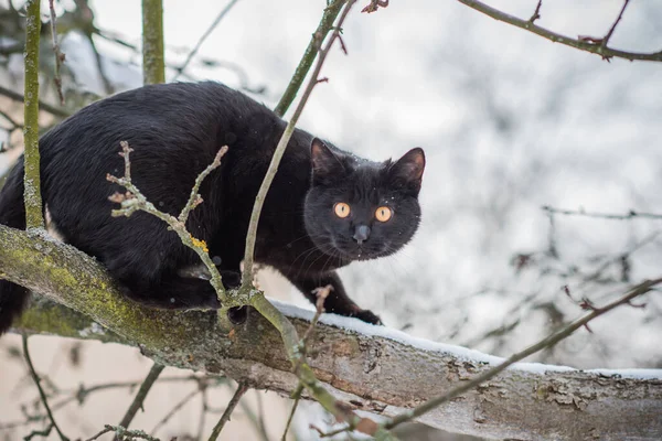 Black Cat Walk Hunter Cat Pet Lifestyle — Stock Photo, Image