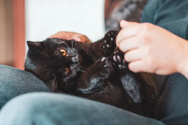 Divertente Gatto Nero Che Gioca Casa Vita Degli Animali Domestici — Foto Stock