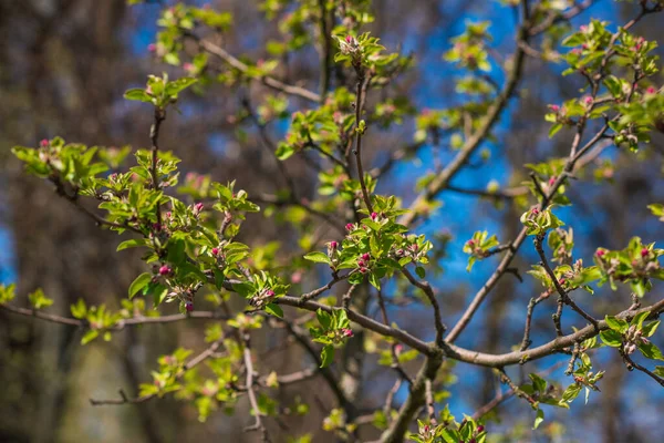 Spring Apple Tree Blossom Close View — Stock Photo, Image