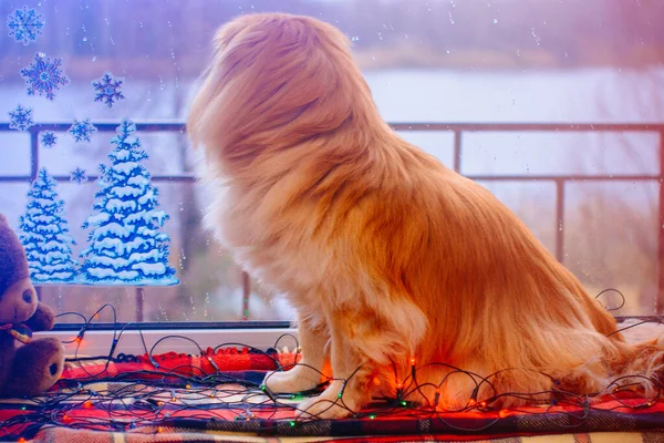 Netter Und Schöner Goldener Pekinese Hund — Stockfoto