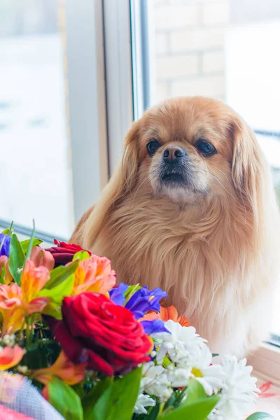 Netter Und Schöner Goldener Pekinese Hund — Stockfoto