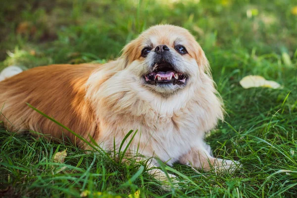 Cão Pekingese Adorável Livre — Fotografia de Stock