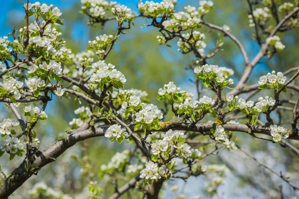 Printemps Cerisier Fleur Vue Rapprochée — Photo